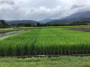 植えた間隔によって苗の大きさも違います