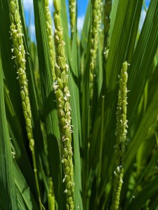 白く見えるのが稲の花です